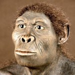 homo-sapiens-habilis_op_800x776-300x291